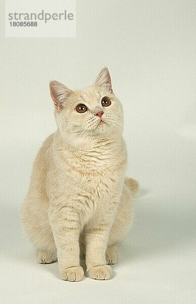 British Shorthair Cat  cream  Britische Kurzhaarkatze  creme (Saeugetiere) (mammals) (Hauskatze) (domestic cat) (Haustier) (Heimtier) (pet) (Rassekatzen) (animals) (frontal) (head-on) (von vorne) (innen) (Studio) (kurzhaarig) (short-haired) (sitzen) (sitting) (adult) (Freisteller) (Objekt)