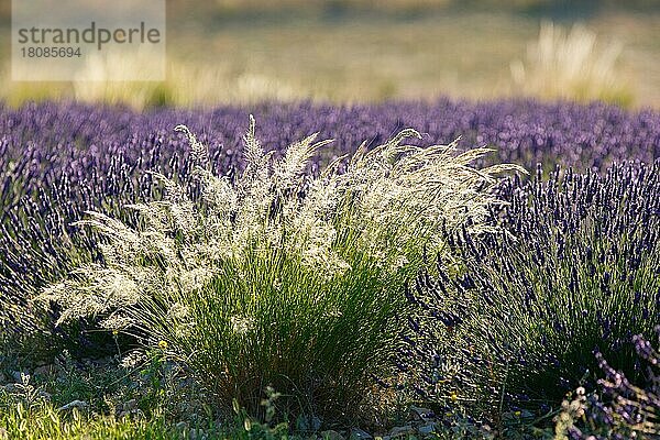 Lavendelfeld  Provence (Lavendula)  Lavendel  Frankreich  Europa