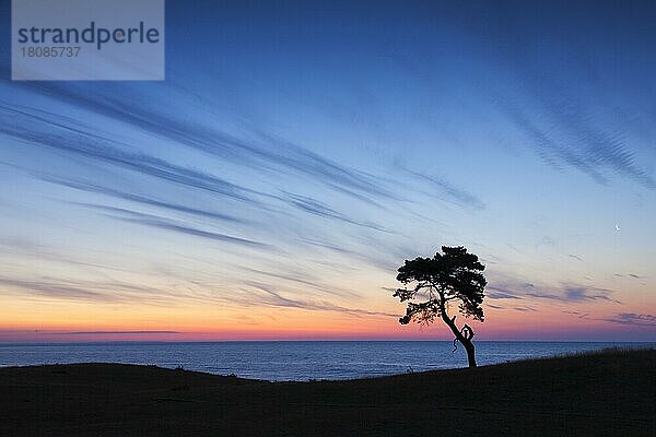 Waldkiefer (Pinus sylvestris)  Solitärbaum entlang der Küste  Silhouette bei Sonnenaufgang über dem Meer