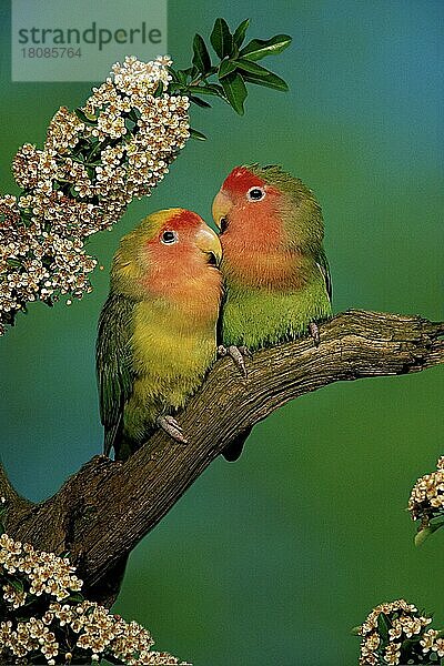 Pfirsichgesichtige Unzertrennliche  Rosenköpfchen (Agapornis roseicollis) (Afrika) (Vogel) (Vögel) (birds) (Papageien) (parrots) (Unzertrennliche) (lovebirds) (animals) (außen) (outdoor) (Ast) (frontal) (head-on) (von vorne) (adult) (Paar) (pair) (zwei) (two) (Zuneigung) (affection) (Vertrauen) (trust) (confidence)