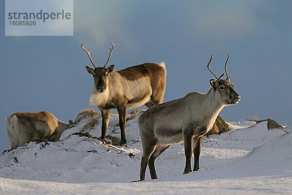 Drei Rentiere (Rangifer tarandus) bei der Futtersuche in schneebedeckter Winterlandschaft  Island  Europa