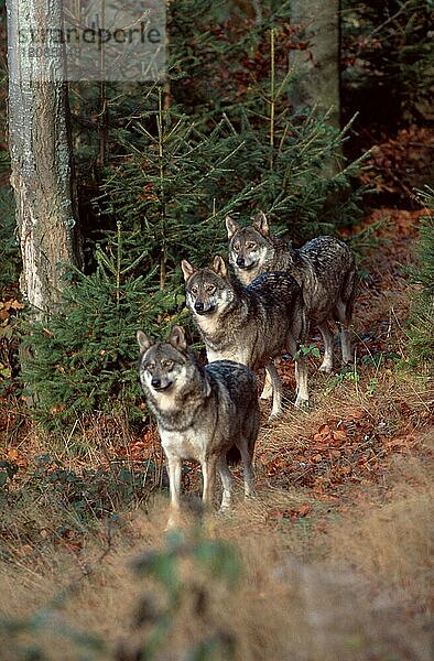 Wölfe (Canis lupus)  Rudel