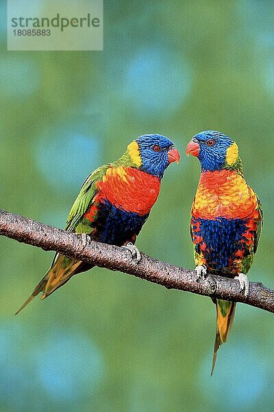 Rainbow Lories (Trichglossus haematodus haemadotus)  Gebirgsloris (Loris) (Suedostasien) (southeast asia) (Vogel) (Vögel) (birds) (lories) (lorikeets) (Papageien) (parrots) (Tiere) (animals) (außen) (outdoor) (Ast) (frontal) (head-on) (von vorne) (bunt) (multicolored) (adult) (Zuneigung) (affection) (Paar) (pair) (zwei) (two)