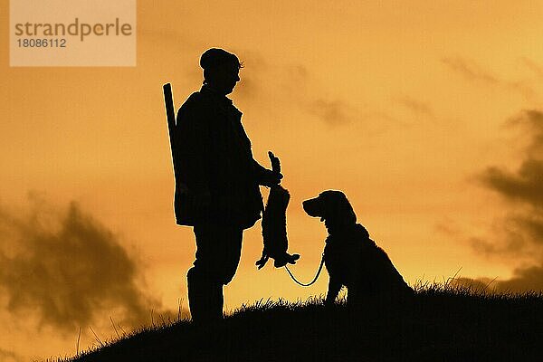 Jäger mit totem braunen Hasen und Weimaraner-Hund silhouettiert gegen den Abendhimmel  Deutschland  Europa