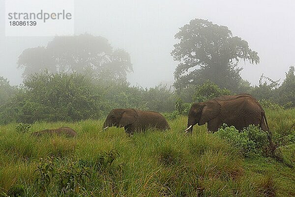 Afrikanischer Elefant (Loxodonta africana)  Nebel  Ngorongoro Krater  Tansania  Afrika
