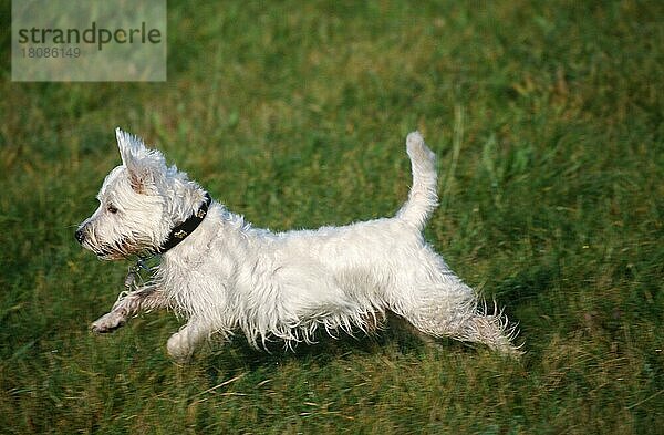 West Highland White Terrier  Westie  Seite