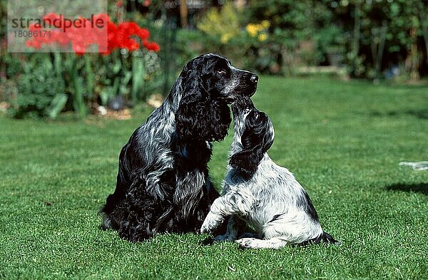 English Cockerspaniel  blau-schimmel  Hündin mit Welpe  7 Wochen alt  English Cocker Spaniel  blue ticked  female with puppy  7 weeks old  animals  außen  outdoor  frontal  head-on  von vorne  Garten  seitlich  side  Wiese  meadow  Sommer  summer  sitzen  sitting  spielen  playing  zärtlich  tender  adult  Jungtier  young  puppy  Mutter & Kind  mother & baby  zwei  two  Querformat  horizontal  Säugetiere  mammals  Haushund  domestic dog  Haustier  Heimtier  pet  weiblich  female  Hündin  bitch