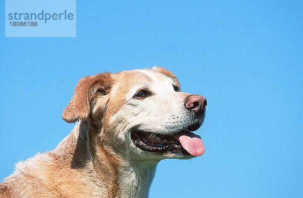 Mixed Breed Dog  Mischlingshund (animals) (Säugetiere) (mammals) (Haushund) (domestic dog) (Haustier) (Heimtier) (pet) (außen) (outdoor) (Kopf) (head) (Porträt) (portrait) (hecheln) (panting) (adult) (Querformat) (horizontal) (freundlich) (friendly)