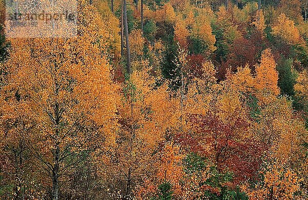 Mischwald im Herbst  Aelvsborgslaen (Europa) (fall) (Landschaften) (landscapes) (Querformat) (horizontal)  Halleberg  Alvsborgslan  Schweden  Europa