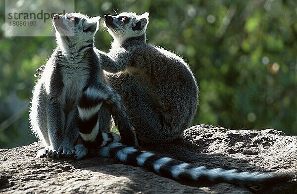 Ringelschwanz Lemuren (Lemur catta)