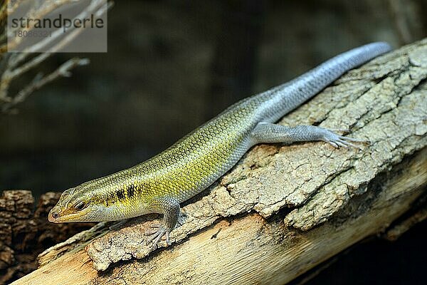 Blauschwanzskink (Trachylepis quinquetaeniata)  captive  Vorkommen Afrika