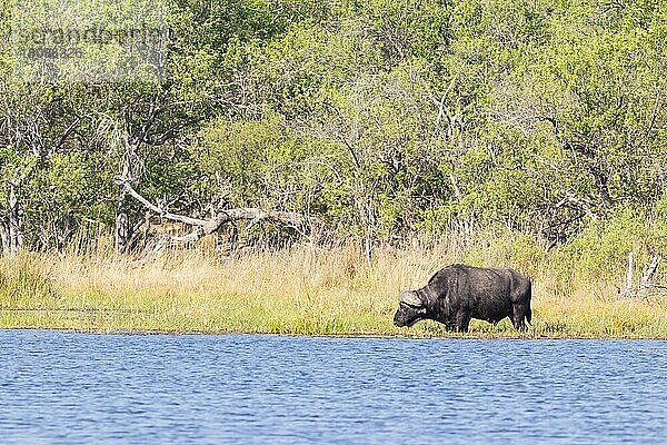 Afrikanischer Büffel (Syncerus caffer)  Moremi Game Reserve  Okavango Delta  Botswana  Afrika
