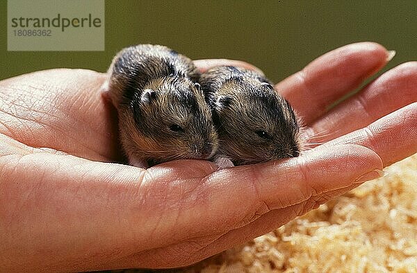 Junger Zwerghamster (Phodopus sungorus)  12 Tage  Sibirischer Hamster  Russischer Hamster