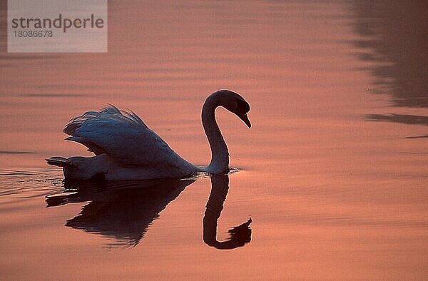 Höckerschwan (Cygnus olor)  im frühen Morgenlicht  Nordrhein-Westfalen  Deutschland  Europa