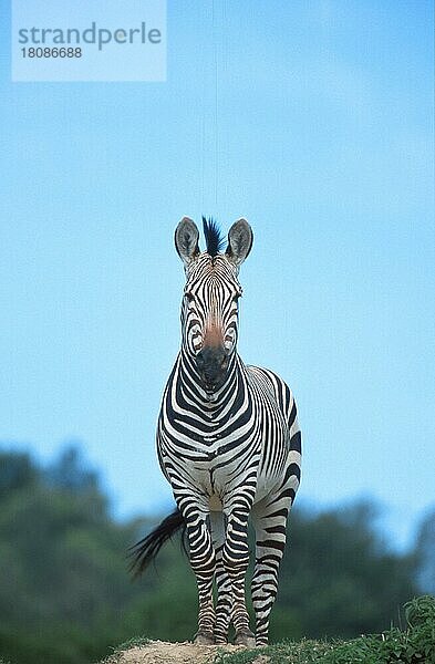 Hartmann's Mountain Zebra  Hengst  Hartmann-Bergzebra (Equus zebra hartmannae) (Afrika) (Tiere) (Säugetiere) (Huftiere) (Pferdeartige) (Unpaarhufer) (außen) (draußen) (frontal) (von vorne) (erwachsen) (männlich) (vertikal) (stehen) (stehend) (aufmerksam) (wachsam) (schwarz-weiß) (schwarz-weiss)