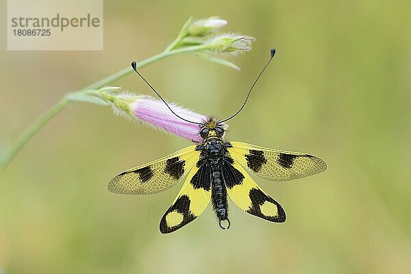 Östliches Schmetterlingshaft  Istrien (Libelloides macaronius)  Kroatien  Europa