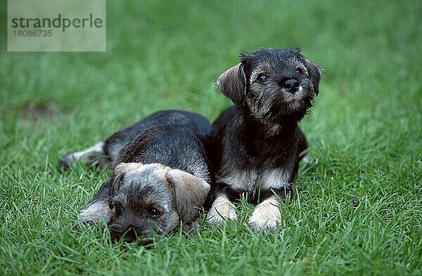 Zwergschnauzer  pfeffer-salz  Welpen  7 Wochen alt  Miniature Schnauzer  pepper-and-salt  puppies  7 weeks old (animals) (Säugetiere) (mammals) (Haushund) (domestic dog) (Haustier) (Heimtier) (pet) (außen) (outdoor) (Wiese) (meadow) (frontal) (head-on) (von vorne) (liegen) (lie) (lying) (Jungtier) (young) (puppy) (Paar) (pair) (zwei) (two) (Querformat) (horizontal)