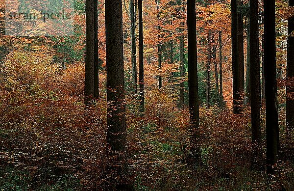 Mischwald im Herbst (Europa) (fall) (Landschaften) (landscapes) (Querformat) (horizontal)  Nationalpark Bayerischer Wald  Felswandergebiet  Deutschland  Europa