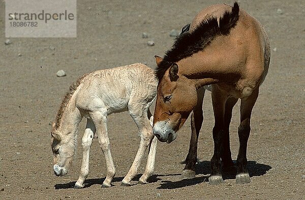 Przewalski-Pferde  Stute und Fohlen  Przewalski's Wild Horse  mare with foal (Säugetiere) (mammals) (Huftiere) (hoofed animals) (Pferdeartige) (equids) (Pferde) (horses) (Unpaarhufer) (asia) (außen) (draußen) (frontal) (von vorne) (seitlich) (Seite) (stehen) (stehend) (erwachsen) (Jungtier) (jung) (weiblich) (Mutter & Kind) (Mutter & Baby) (zwei) (Querformat) (horizontal) (Zuneigung) (Zärtlichkeit)