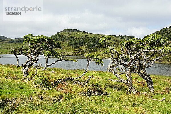 Lagoa do Capitao  Hochland  Pico  Azoren  Portugal  Europa