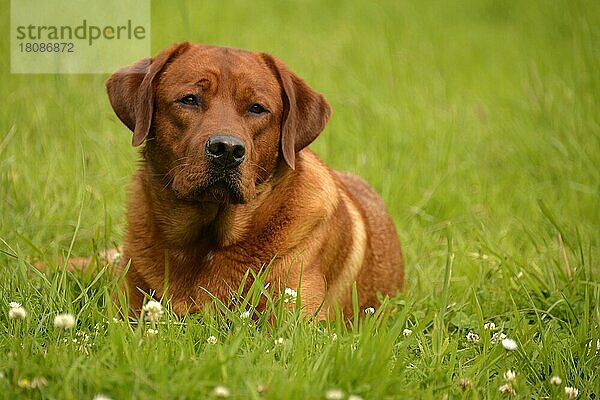 Labrador Retriever  gelb  Rüde  erwachsen  fuchsrot