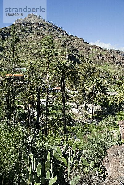 Tal Barranco de Mogan  bei La Rosilla  Gran Canaria  Kanarische Inseln  Spanien  Europa