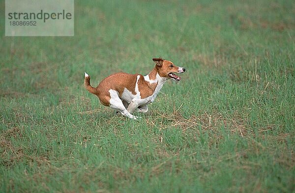 Jack-Russell-Terrier  running over meadow  läuft über Wiese (animals) (Säugetiere) (mammals) (Haushund) (domestic dog) (Haustier) (Heimtier) (pet) (außen) (outdoor) (seitlich) (side) (Wiese) (meadow) (freundlich) (friendly) (hecheln) (panting) (adult) (Bewegung) (motion) (laufen) (rennen) (running) (Lebensfreude) (joy of life) (Querformat) (horizontal)