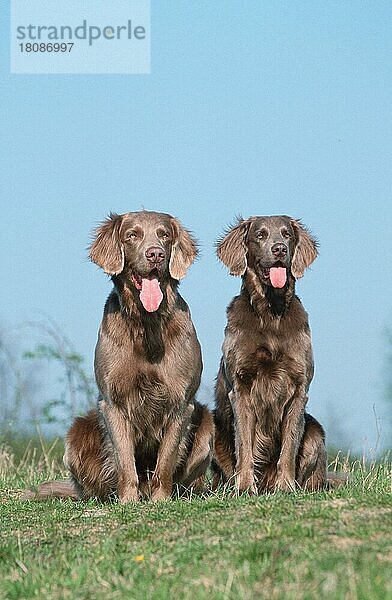 Long-haired Weimaraner  Weimaraner  langhaarig (Saeugetiere) (mammals) (animals) (Haushund) (domestic dog) (Haustier) (Heimtier) (pet) (außen) (outdoor) (Wiese) (meadow) (Deutschland) (hecheln) (panting) (sitzen) (sitting) (adult) (Paar) (pair) (couple) (zwei) (two) (frontal) (head-on) (von vorne)