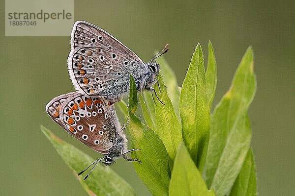 Hauhechel-Bläuling (Polyommatus icarus)  Paarung  Rheinland-Pfalz  Deutschland  Europa