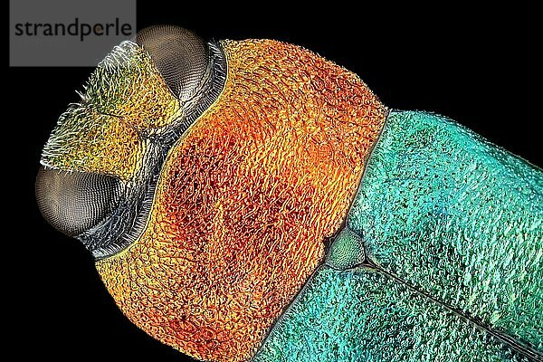 Kopf  Halsschild und Elytra des Glänzenden Blütenprachtkaefers (Anthaxia nitidula) in dorsaler Ansicht