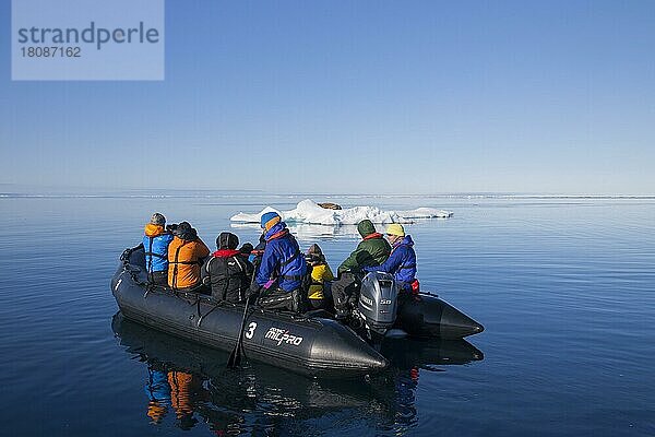 Touristen in einem Schlauchboot beobachten ein männliches Walross (Odobenus rosmarus)  das sich auf einer Eisscholle im arktischen Meer ausruht  Svalbard  Norwegen  Europa