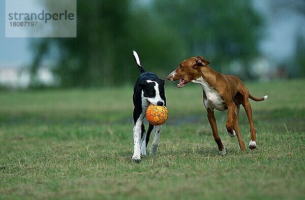 Mischlingshund und Podenco Canario  5 Monate alt  Kanarenlaufhund  Ball