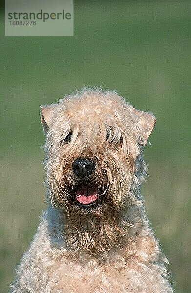 Irish Soft Coated Wheaten Terrier (Saeugetiere) (mammals) (animals) (Haushund) (domestic dog) (Haustier) (Heimtier) (pet) (außen) (outdoor) (frontal) (head-on) (von vorne) (Porträt) (portrait) (sitzen) (sitting) (adult)