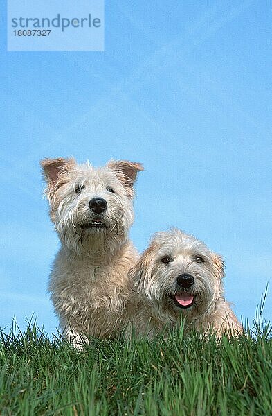 Irish Glen of Imaal Terrier (animals) (Säugetiere) (mammals) (Haushund) (domestic dog) (Haustier) (Heimtier) (pet) (außen) (outdoor) (frontal) (head-on) (von vorne) (Wiese) (meadow) (freundlich) (friendly) (liegen) (lying) (sitzen) (sitting) (adult) (Paar) (pair) (zwei) (two)