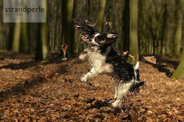 Cavalier King Charles Spaniel  Hündin  Trikolore  erwachsen