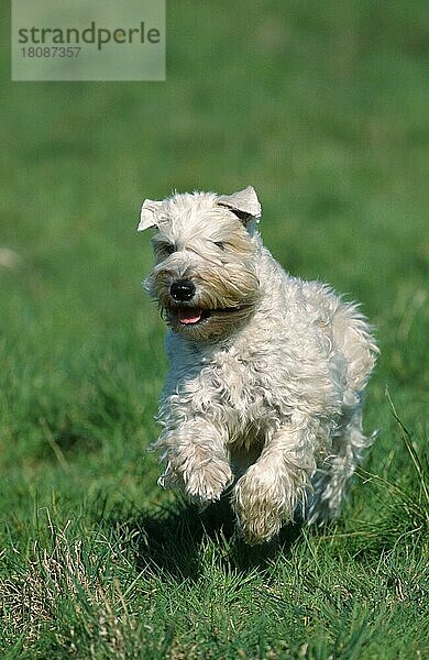 Irish Soft Coated Wheaten Terrier (Saeugetiere) (mammals) (animals) (Haushund) (domestic dog) (Haustier) (Heimtier) (pet) (außen) (outdoor) (frontal) (head-on) (von vorne) (Wiese) (meadow) (adult) (Bewegung) (motion) (laufen) (rennen) (running)