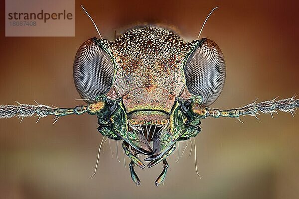 Frontalansicht eines Raschkäfers (Elaphrus riparius) mit metallisch glänzendem Chitinpanzer