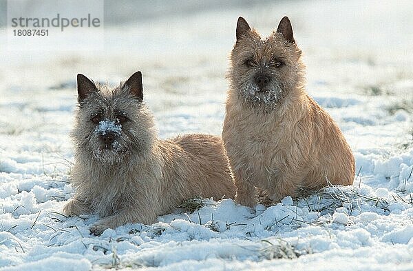 Cairn-Terrier  rot und weizenfarbig  im Winter  Cairn Terrier  red and wheaten  in winter (animals) (außen) (outdoor) (Schnee) (snow) (sitzen) (sitting) (liegen) (lie) (lying) (aufmerksam) (alert) (adult) (Paar) (pair) (couple) (zwei) (two) (Querformat) (horizontal) (Säugetiere) (mammals) (Haushund) (domestic dog) (Haustier) (Heimtier) (pet) (gestromt) (brindle) (struppig) (shaggy) (Gegenlicht) (back light)