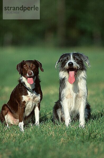 Mischlingshunde  Mixed Breed Dogs (animals) (Säugetiere) (mammals) (Haushund) (domestic dog) (Haustier) (Heimtier) (pet) (außen) (outdoor) (frontal) (head-on) (von vorne) (Wiese) (meadow) (hecheln) (panting) (sitzen) (sitting) (adult) (Paar) (pair) (zwei) (two)