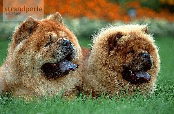 Chow-Chows  Paar  Chow Chows  pair (animals) (außen) (outdoor) (frontal) (head-on) (von vorne) (Wiese) (meadow) (hecheln) (panting) (liegen) (lie) (lying) (adult) (couple) (zwei) (two) (Querformat) (horizontal) (Säugetiere) (mammals) (Haushund) (domestic dog) (Haustier) (Heimtier) (pet)