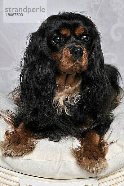 Cavalier King Charles Spaniel  Hündin  schwarzbraun  erwachsen