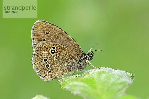 Brauner Waldvogel (Aphantopus hyperantus)  Nordrhein-Westfalen  Schornsteinfeger  Deutschland  Europa