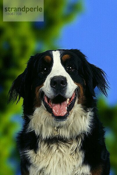 Bernese Mountain Dog  Berner Sennenhund (animals) (Säugetiere) (mammals) (Haushund) (domestic dog) (Haustier) (Heimtier) (pet) (außen) (outdoor) (frontal) (head-on) (von vorne) (Porträt) (portrait) (lächeln) (smiling) (adult) (Humor) (humour)