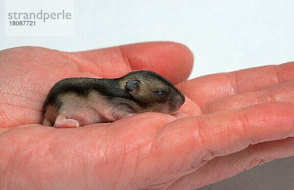 Junger Zwerghamster (Phodopus sungorus)  7 Tage  Sibirischer Hamster  Russischer Hamster