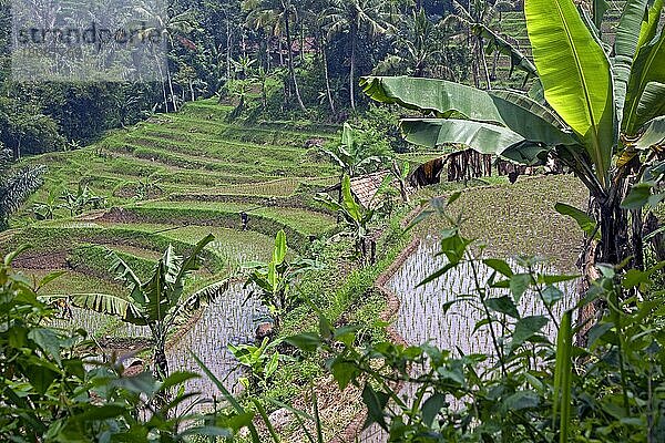 Indonesische Terrassen-Reisfelder an den Hängen des Mount Gede  Vulkan Gunung Gede  West Java  Indonesien  Asien