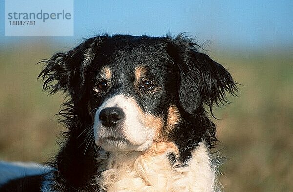 Mixed Breed Dog  Mischlingshund (animals) (Säugetiere) (mammals) (Haushund) (domestic dog) (Haustier) (Heimtier) (pet) (außen) (outdoor) (Kopf) (head) (Porträt) (portrait) (aufmerksam) (alert) (adult) (Querformat) (horizontal)