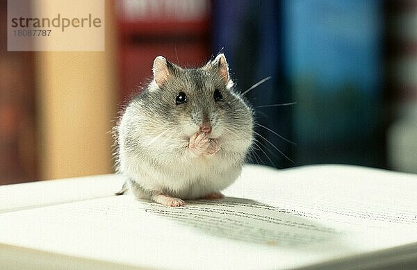 Dwarf Hamster sitting on book  Dsungarischer Zwerghamster (Phodopus sungorus) sitzt auf Buch (animals) (Säugetiere) (mammals) (Nagetiere) (rodents) (Haustier) (Heimtier) (pet) (frontal) (head-on) (von vorne) (Gegenlicht) (back light) (innen) (aufmerksam) (alert) (sitzen) (Humor) (humour) (adult) (freistellbar) (Querformat) (horizontal)