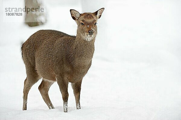 Japanischer Sikahirsch (Cervus nippon nippon)  weiblich  im Winter  Japansika  Japan-Sikahirsch