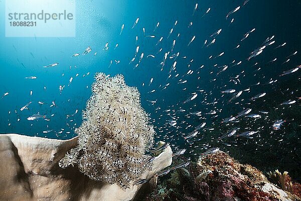 Rotfleck-Kardinalfische umkreisen Federstern  Apogon parvulus  Triton Bay  West Papua  Indonesien  Asien