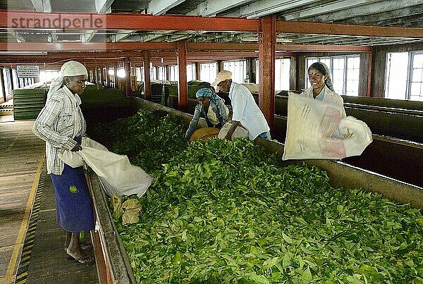 Teepflückerin  Leeren der Säcke  Mount Harrow  Nuwara Eliya  Sri Lanka  Asien